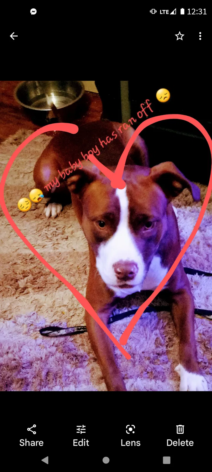 Lost dog in Gulfport, MS, 39501