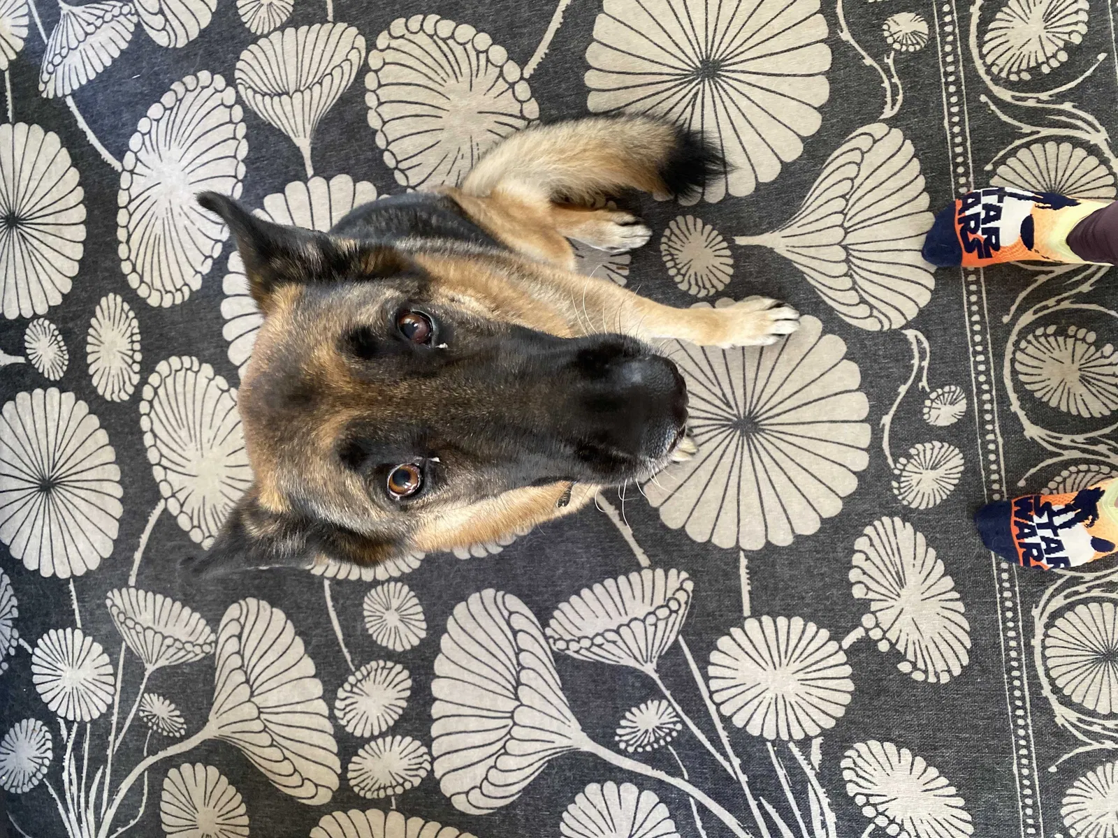Lost dog in Cincinnati, OH, 45239