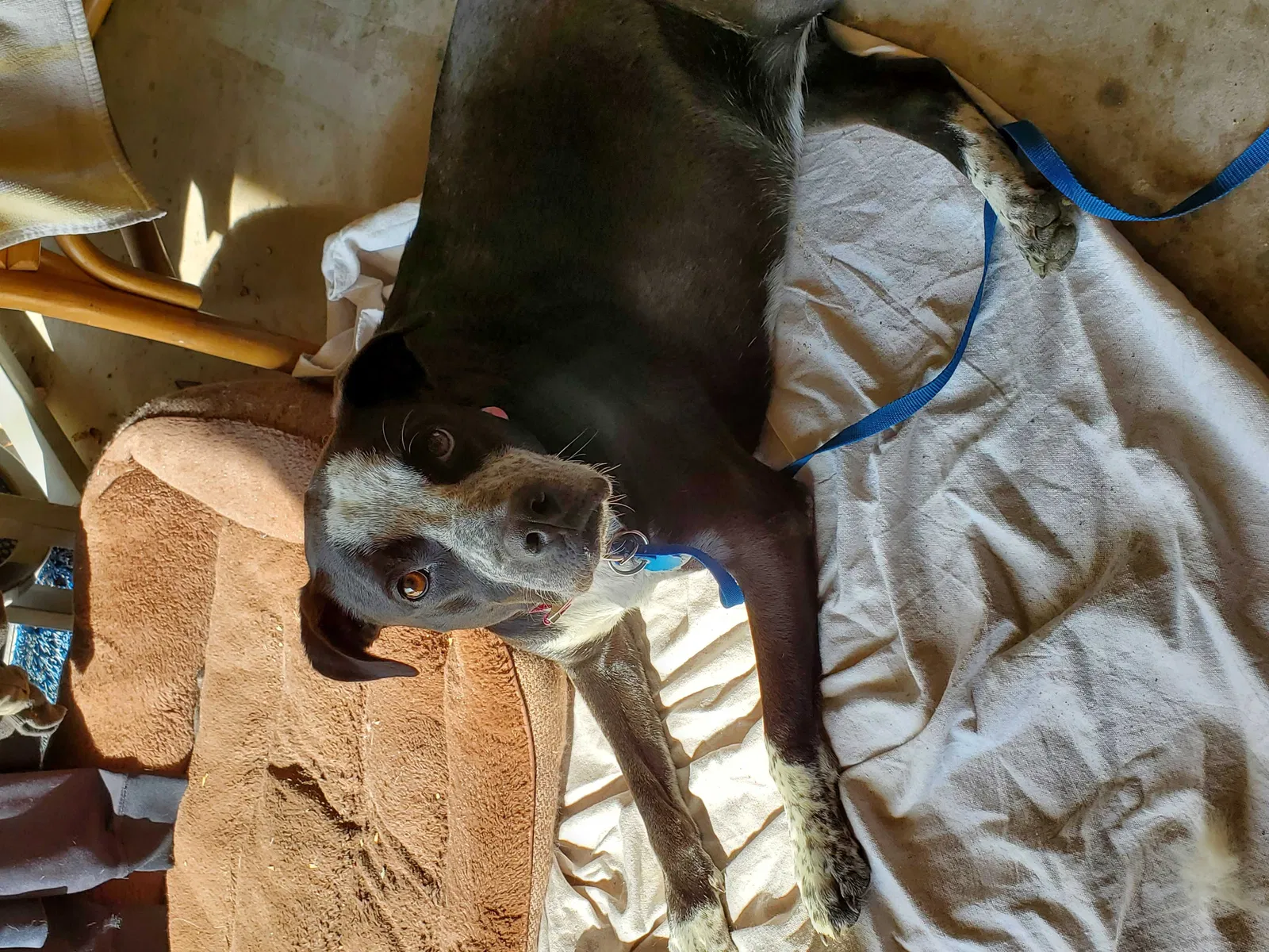 Lost dog in Fort Worth, TX, 76148