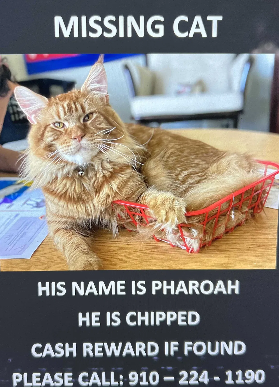 Lost cat in Harker Heights, TX, 76548