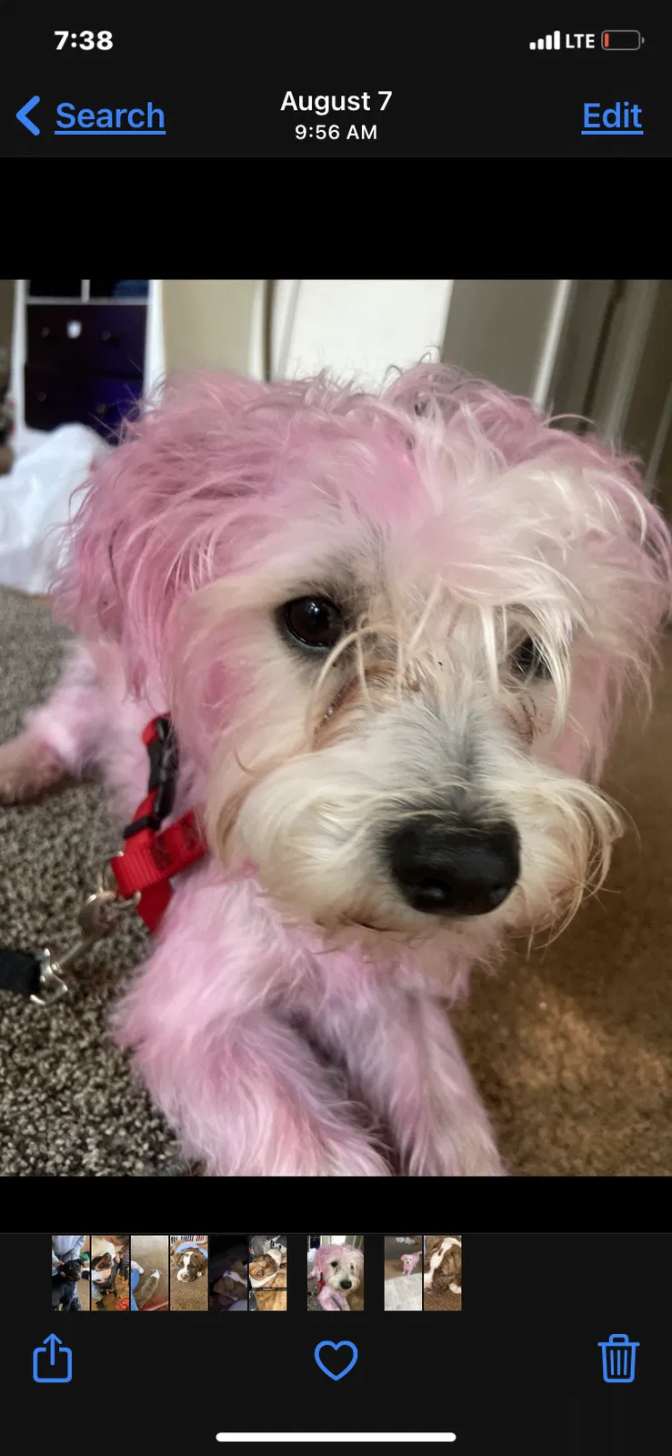 Lost dog in Springfield, MO, 65804