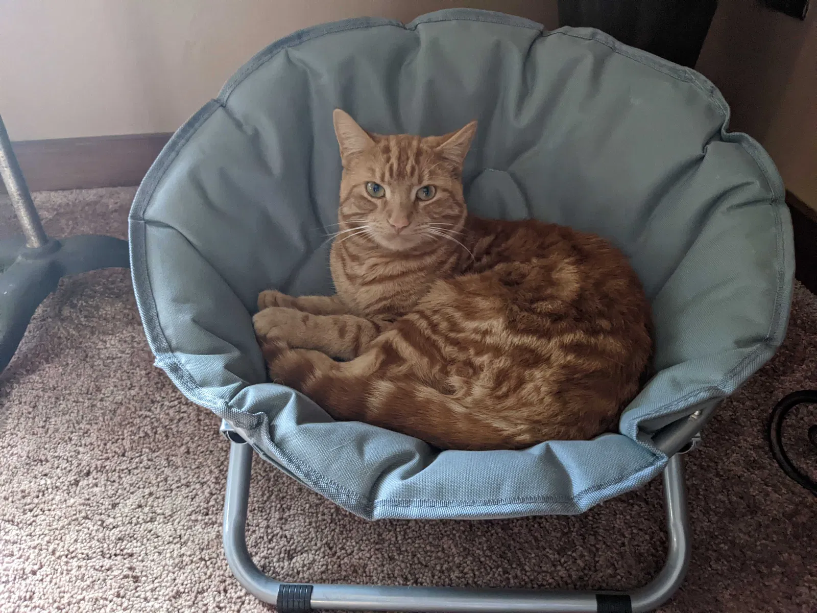 Lost cat in Sevierville, TN, 37876