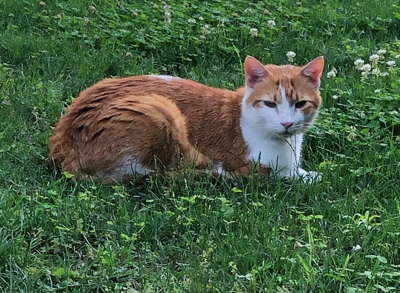 Lost cat in Arlington, VA, 22201