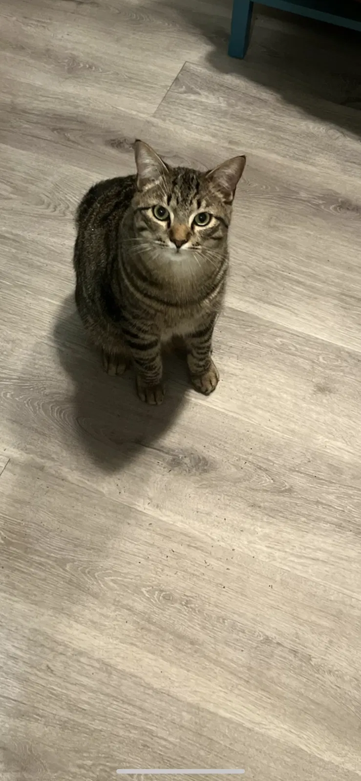 Lost cat in Vero Beach, FL, 32962