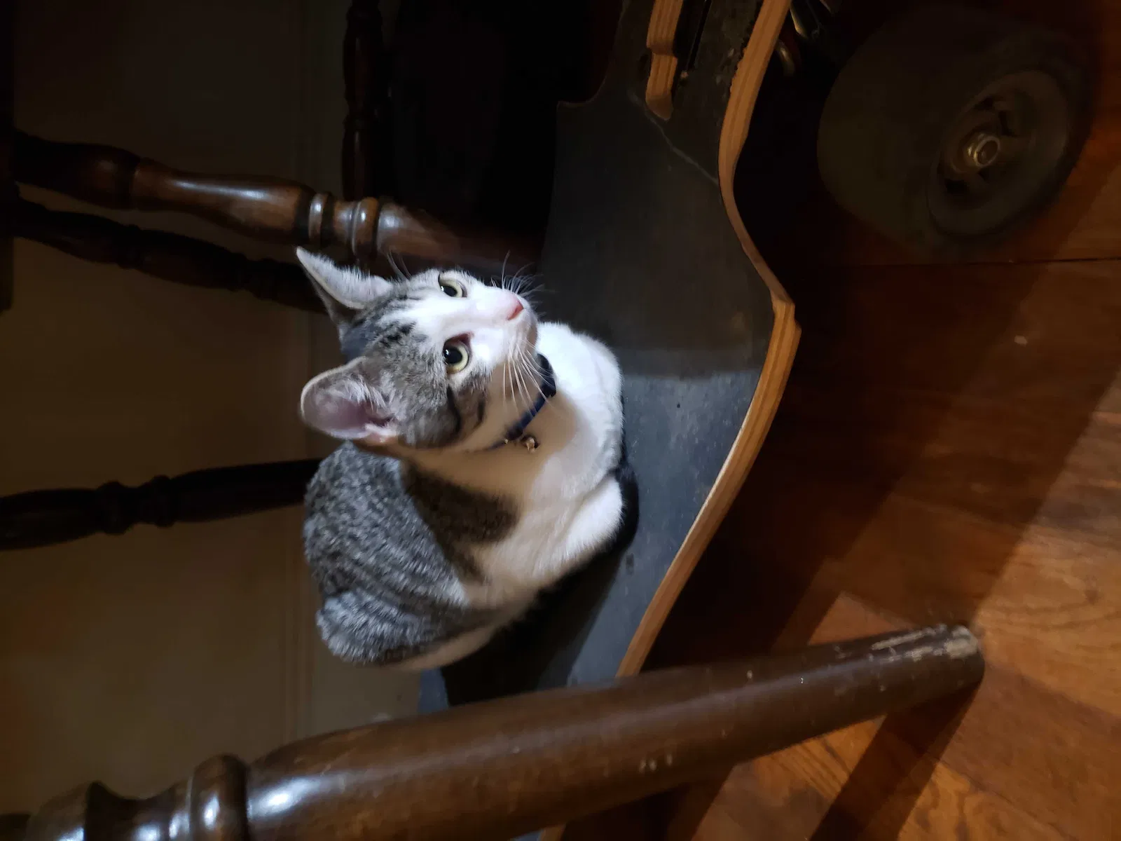 Lost cat in Charlotte, NC, 28269