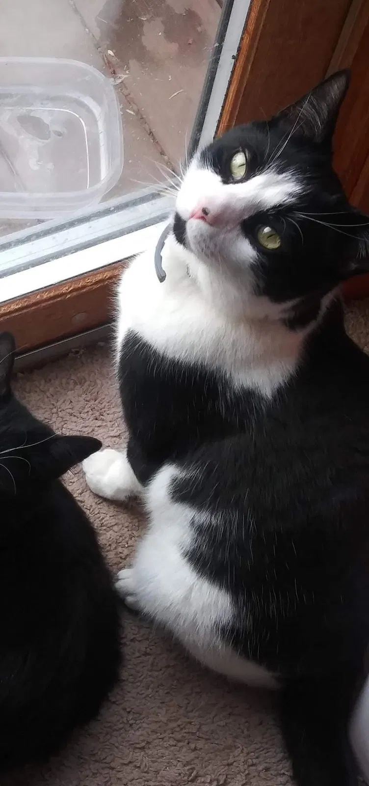 Lost cat in Warren, RI, 2885