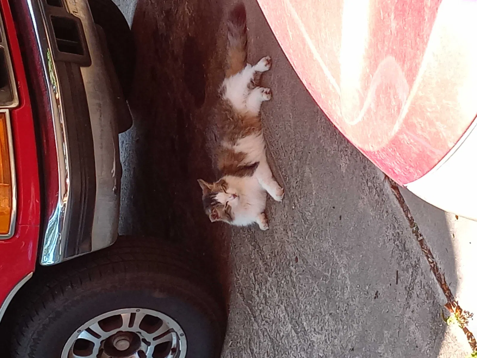 Lost cat in Statesville, NC, 28677