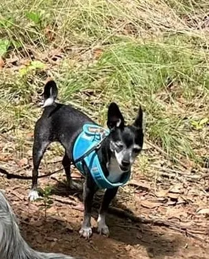 Lost dog in Dothan, AL, 36303