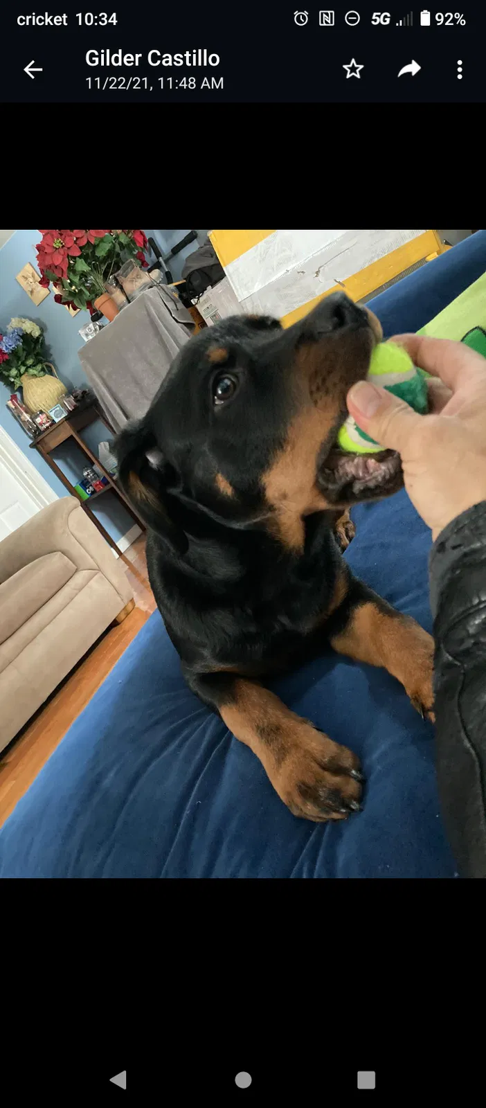 Lost dog in Penns Grove, NJ, 8069