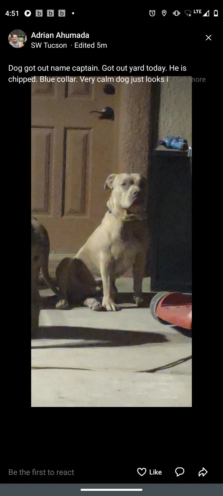 Lost dog in Tucson, AZ, 85746