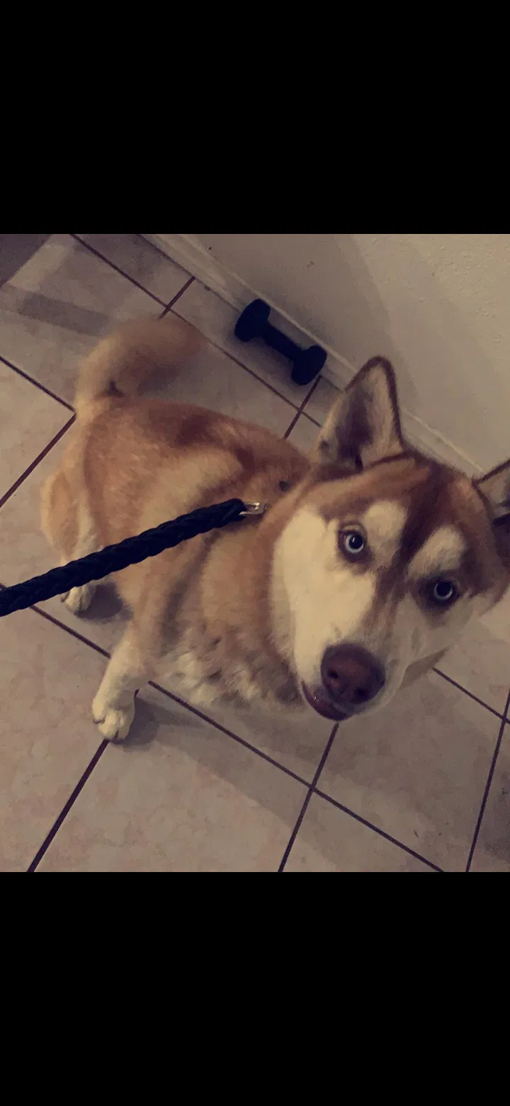 Lost dog in Cathedral City, CA, 92234