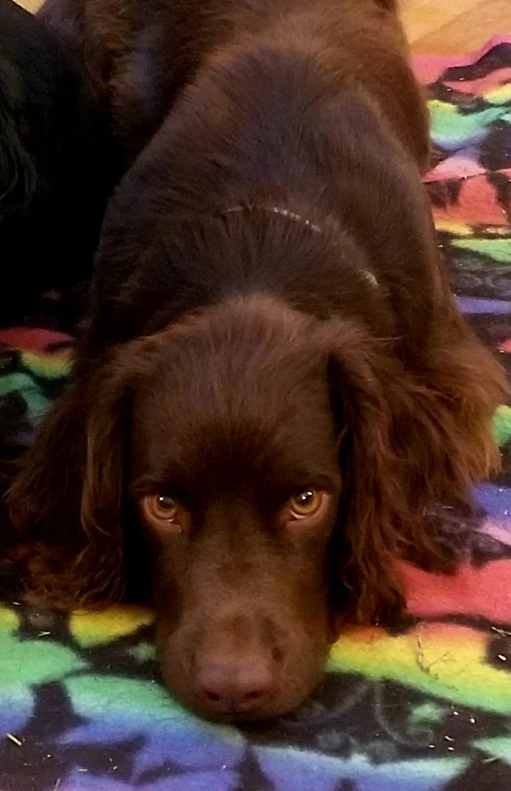 Lost dog in Newburg, MD, 20664
