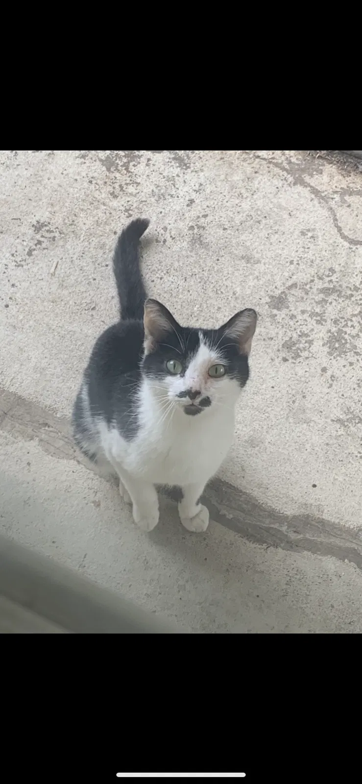 Lost cat in Mount Juliet, TN, 37122