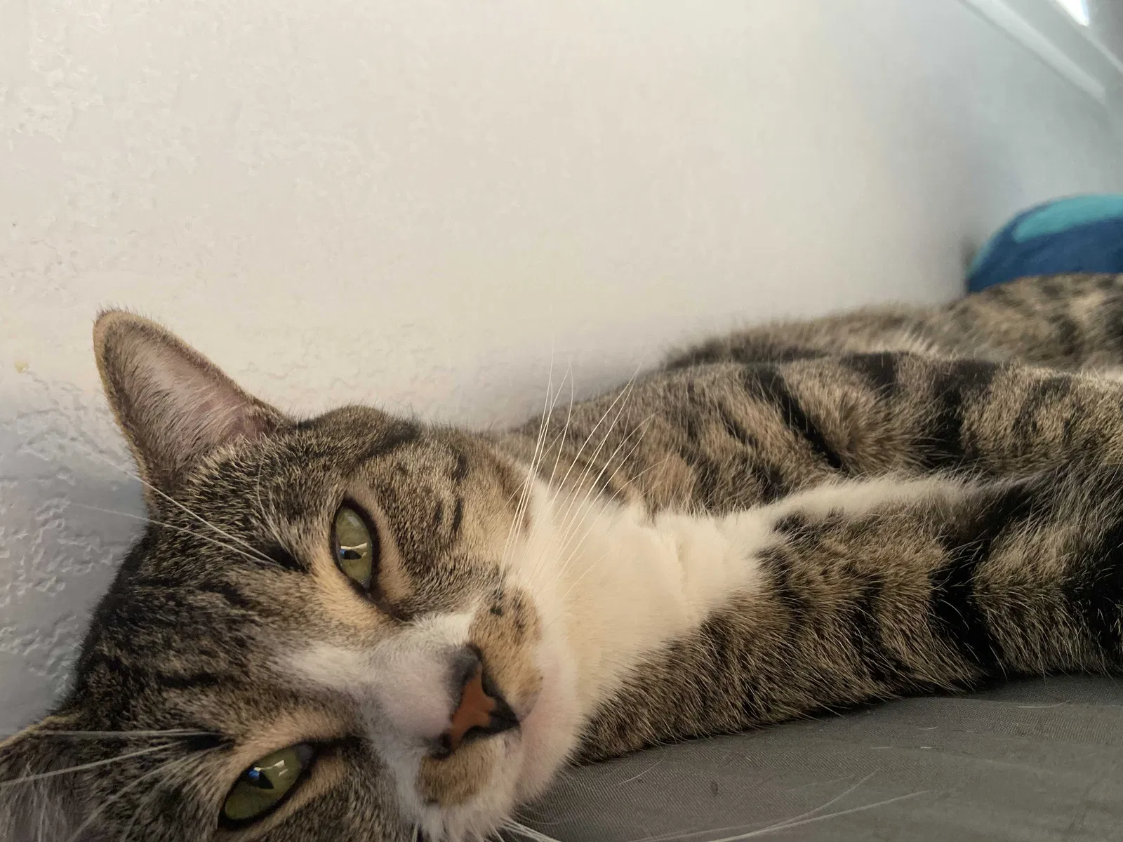Lost cat in Sacramento, CA, 95822