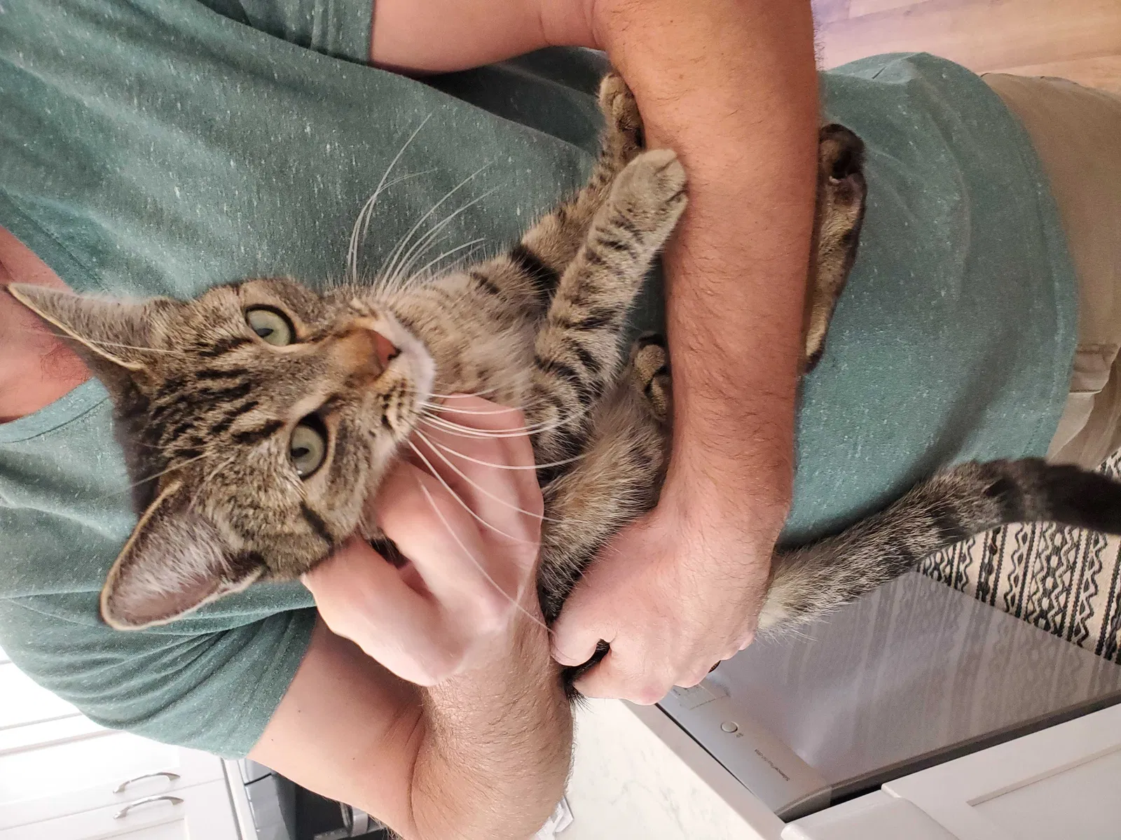Lost cat in Long Beach, CA, 90805