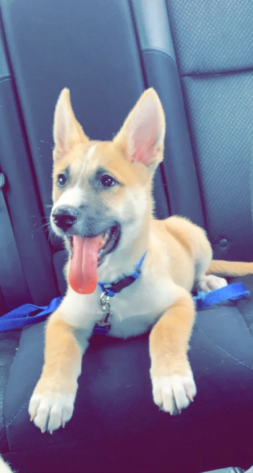 Lost dog in Pasadena, TX, 77504
