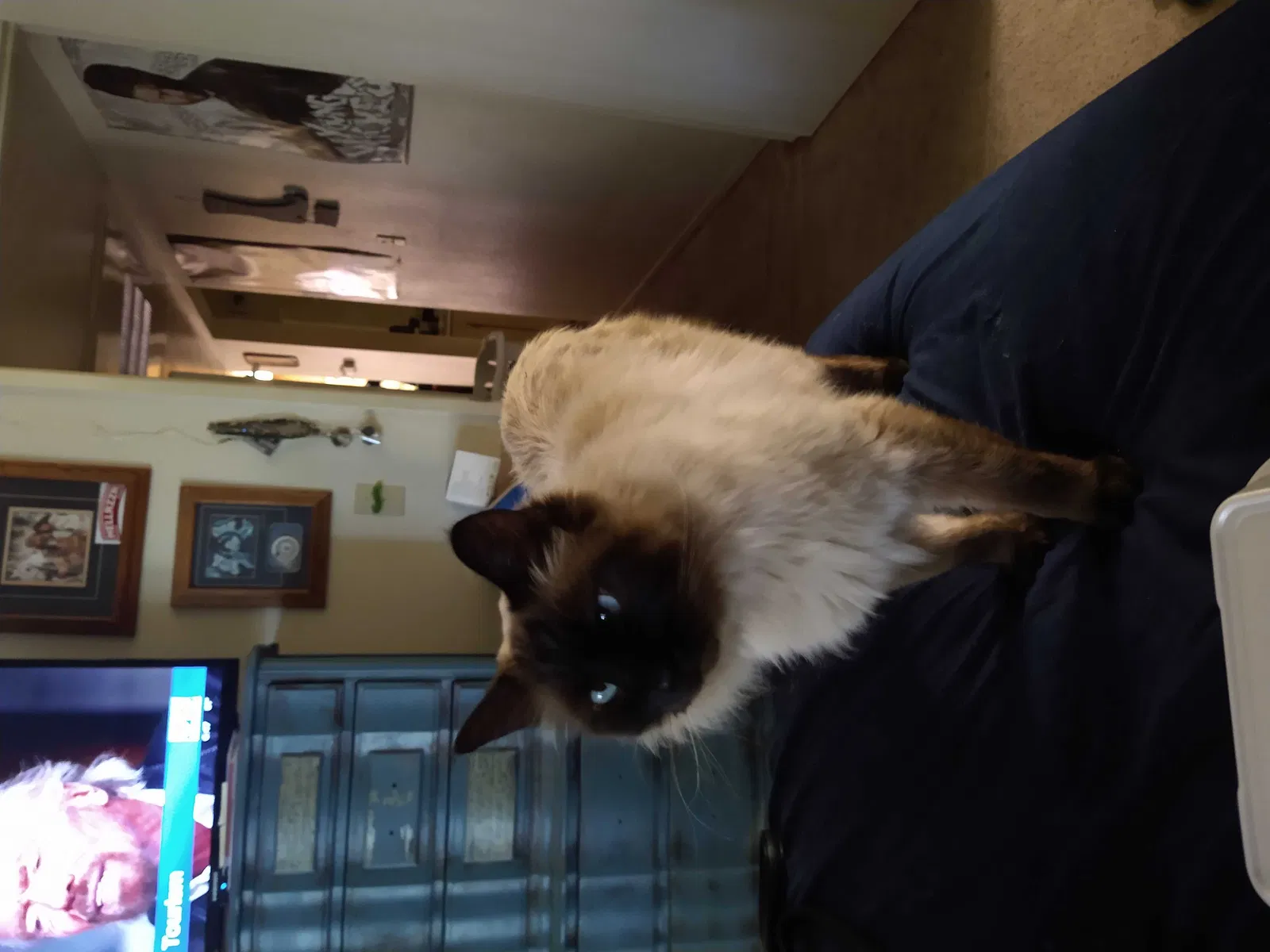 Lost cat in Carmichael, CA, 95608