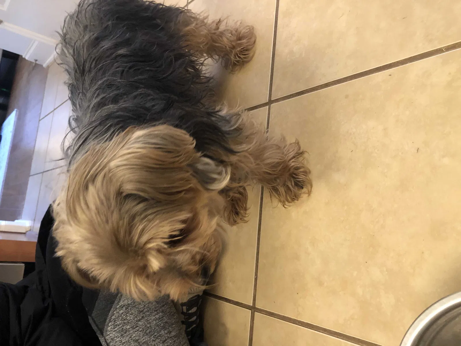 Found dog in Huntsville, AL, 35803