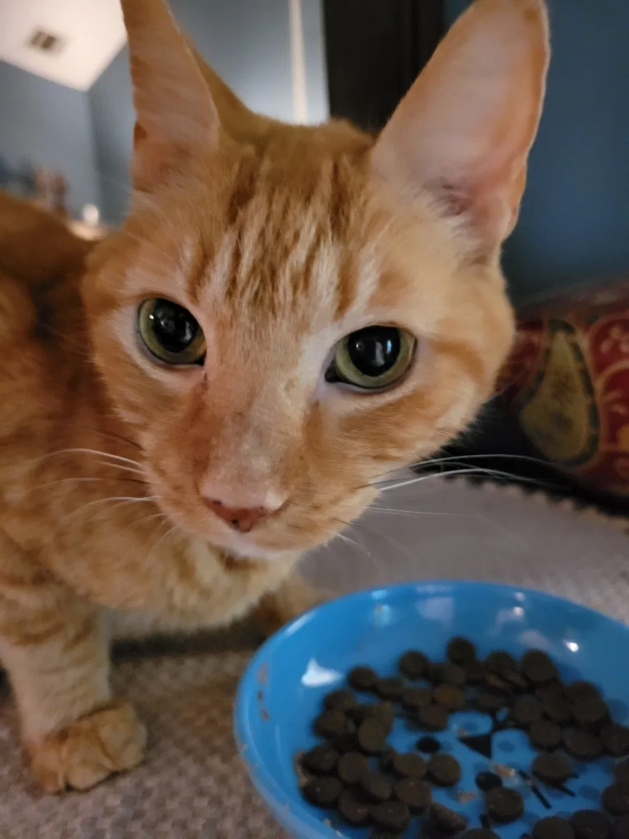 Missing Cat