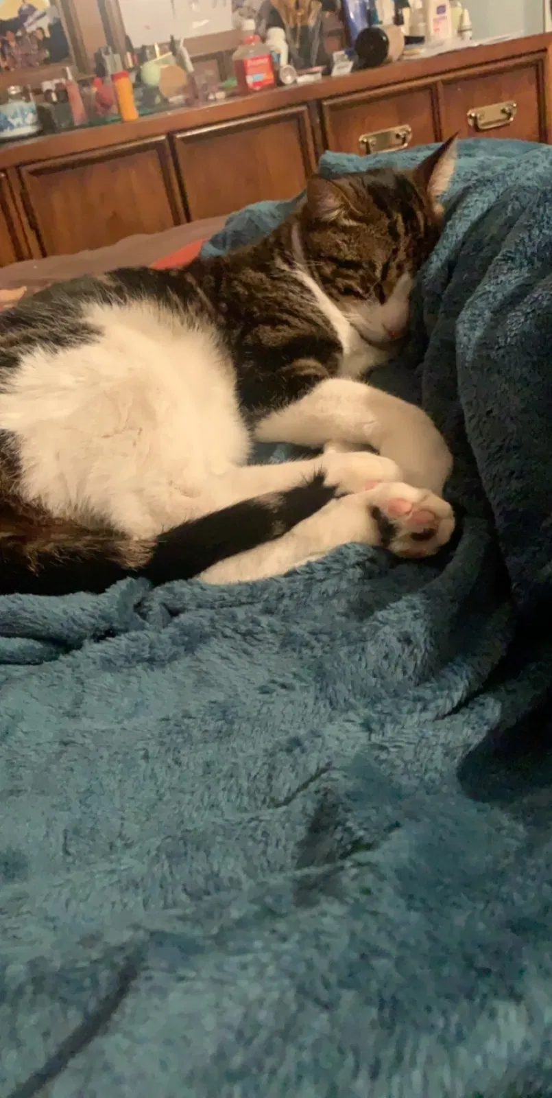 Lost cat in Sun City, CA, 92586