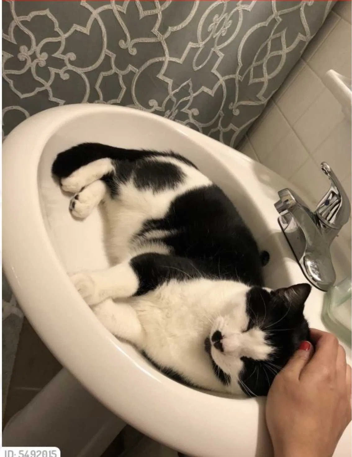 Lost cat in Tunkhannock, PA, 18657