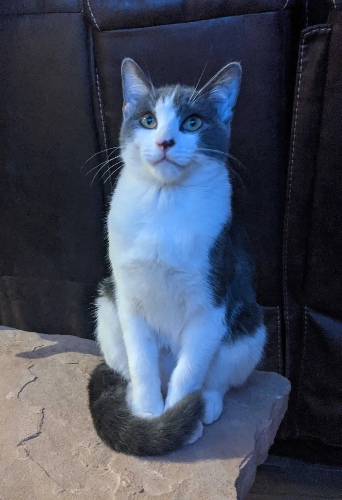Lost cat in Albuquerque, NM, 87114