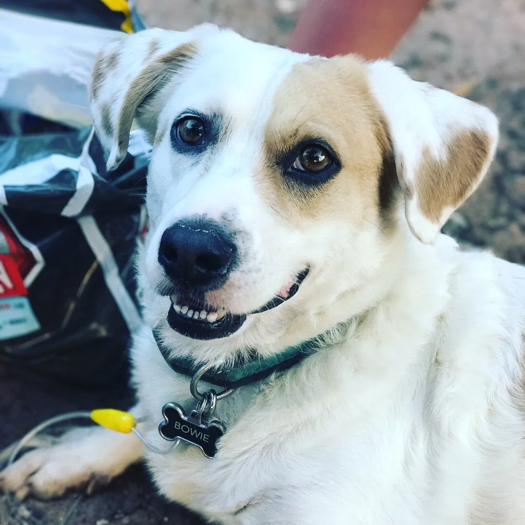 Lost dog in Austin, TX, 78745