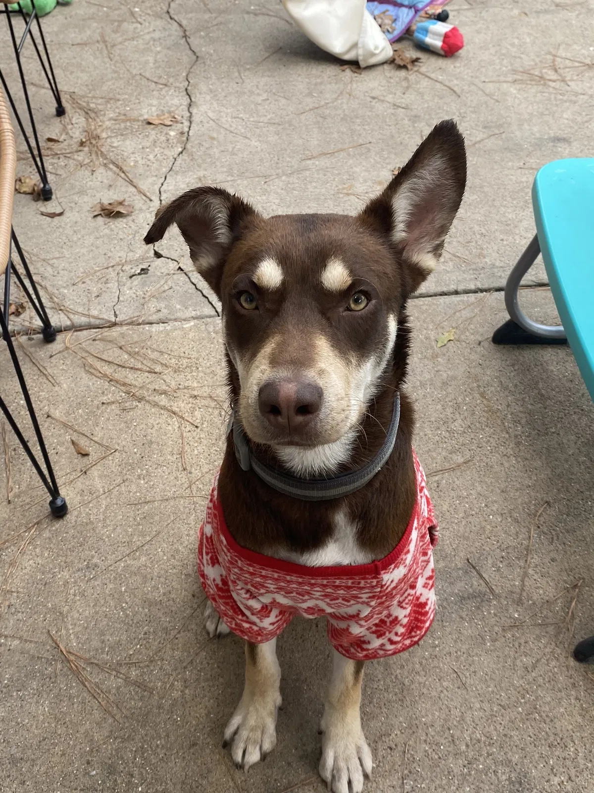 Lost dog in Houston, TX, 77074