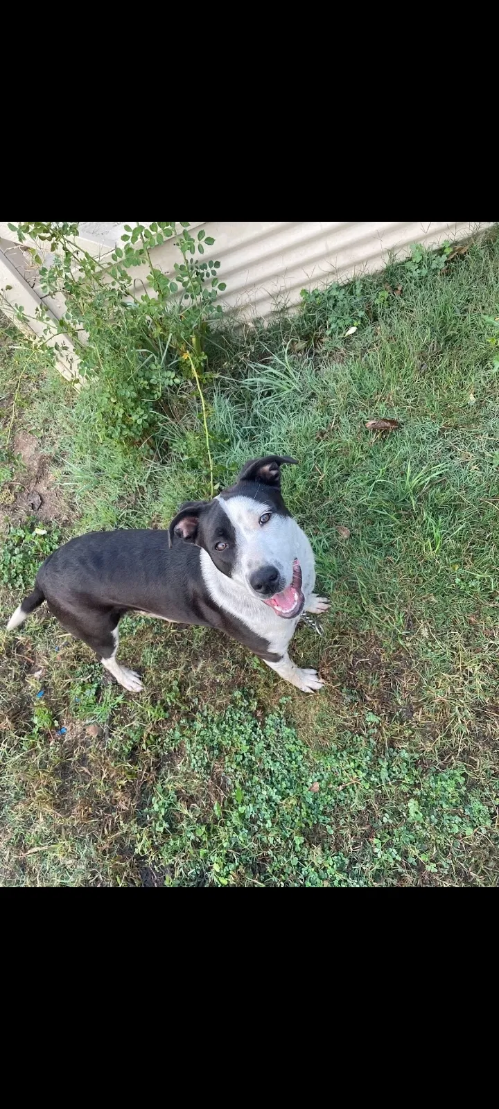 Lost dog in Snelling, CA, 95369