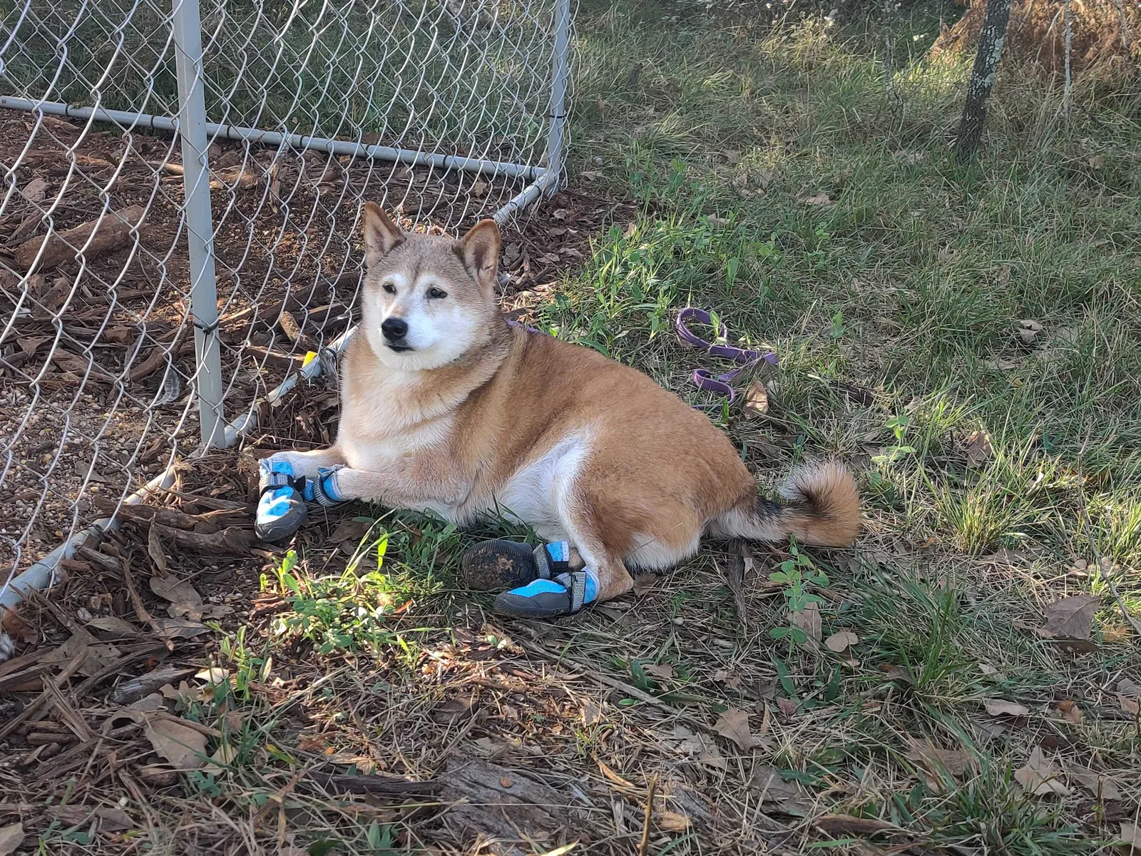 Lost dog in Dale, TX, 78616