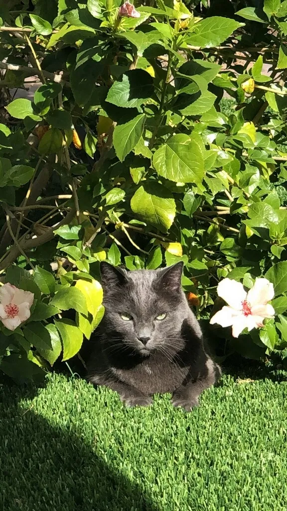 Lost cat in Surprise, AZ, 85379