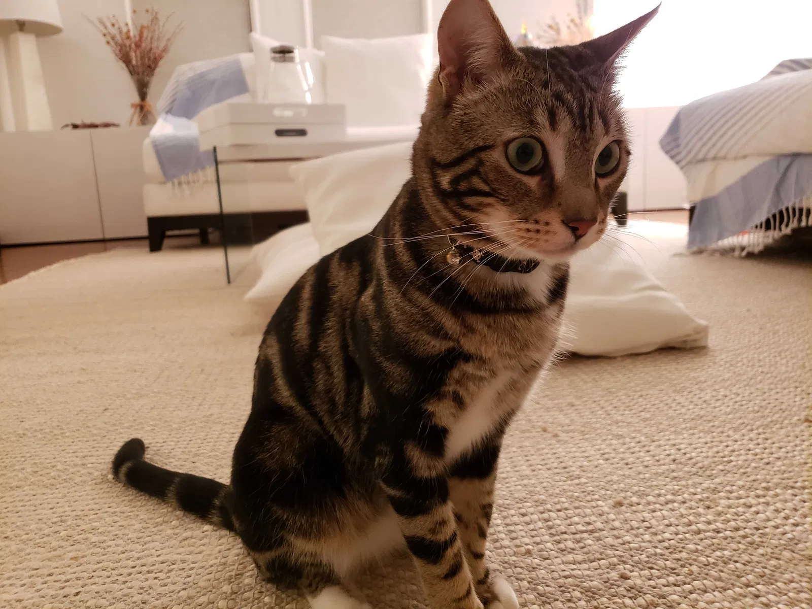 Lost cat in Los Angeles, CA, 90024
