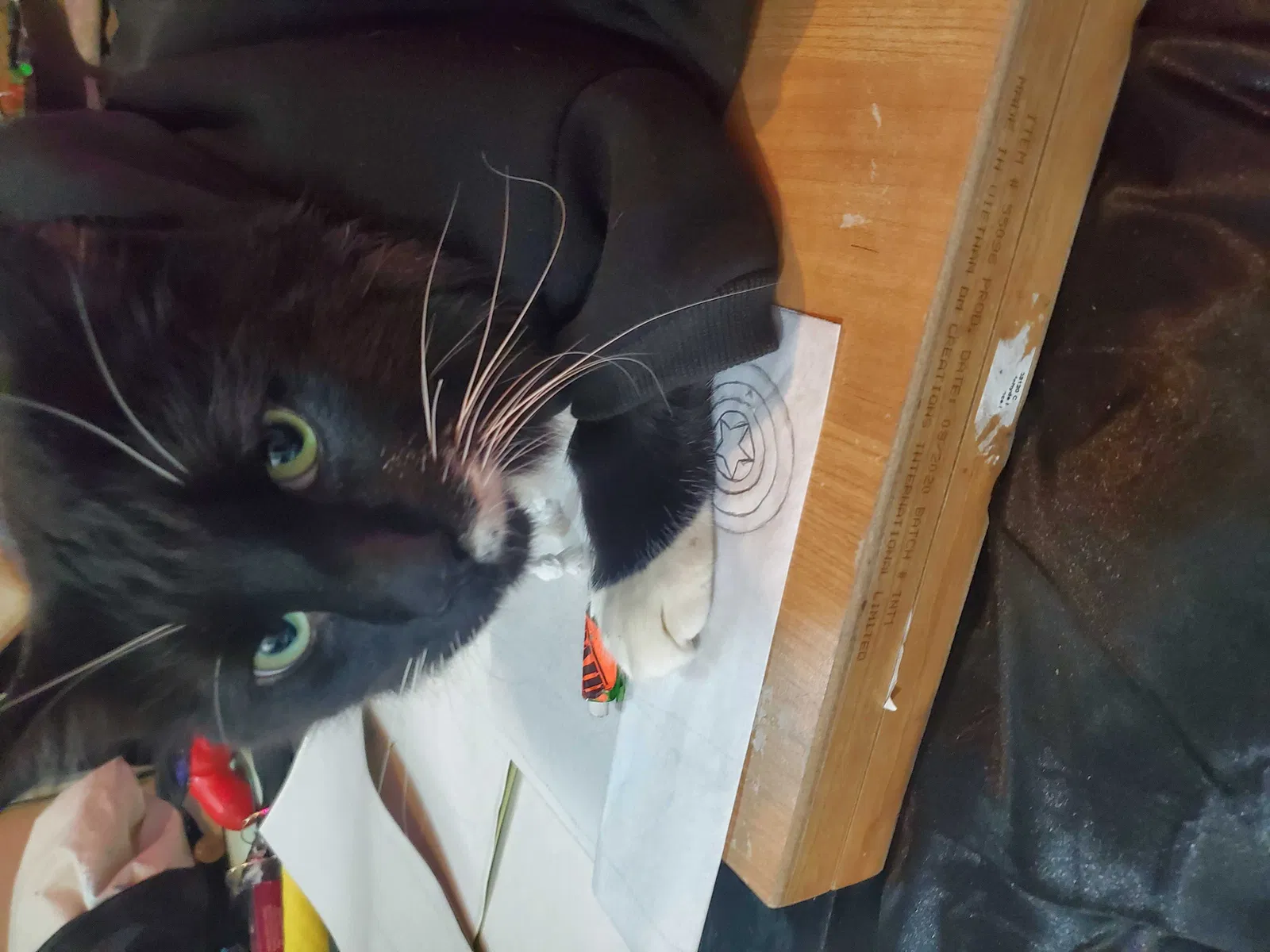 Lost cat in Deming, NM, 88030
