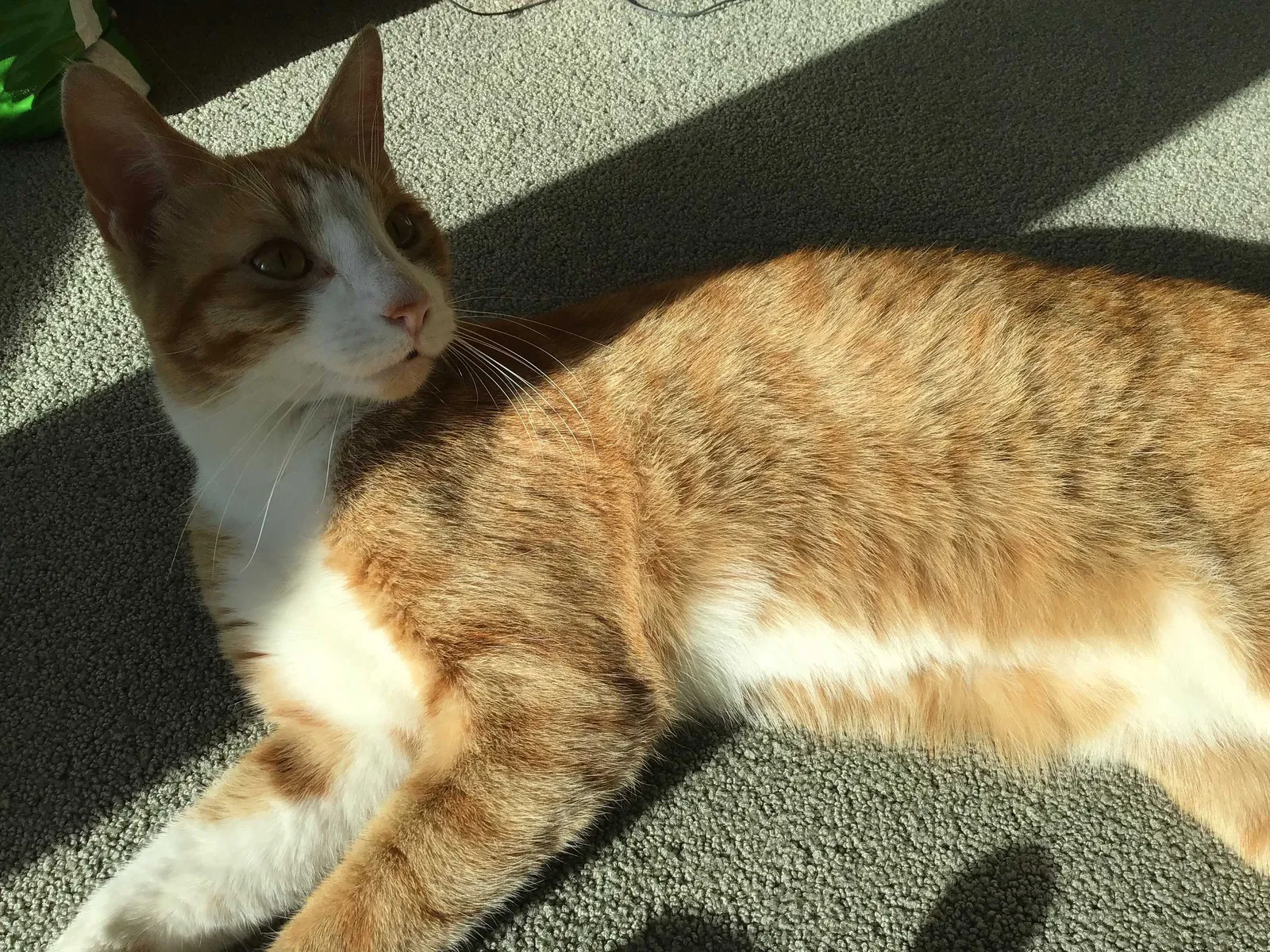Lost cat in Houston, TX, 77006