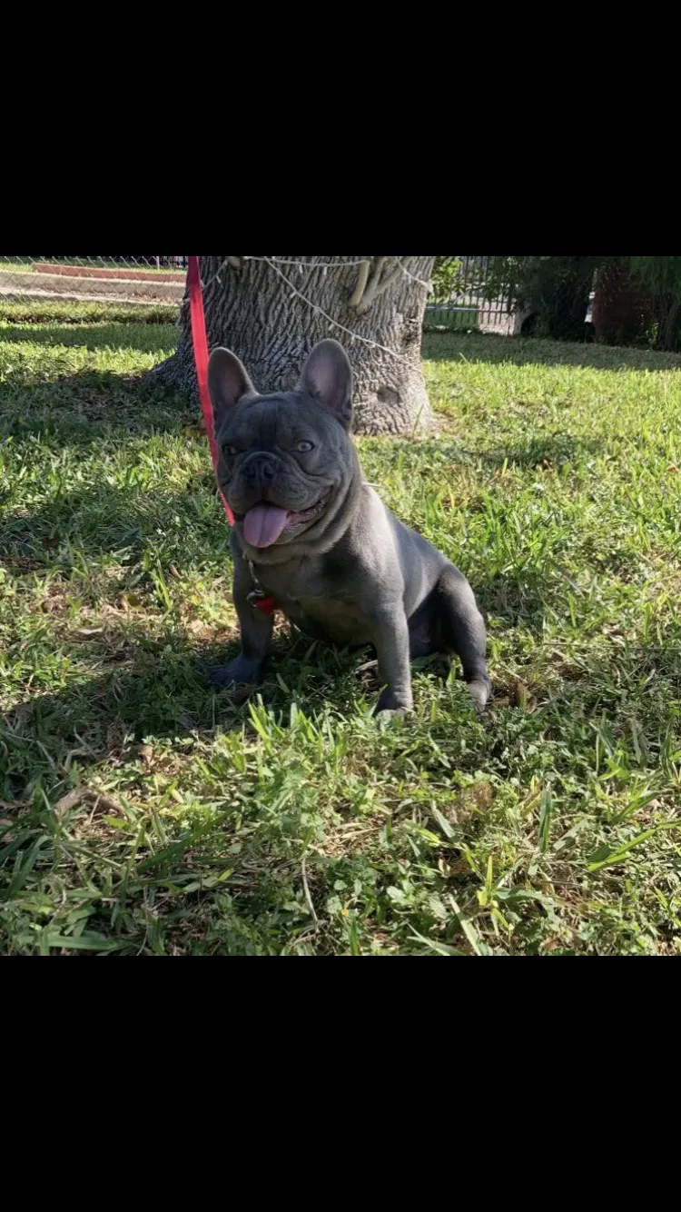 Lost dog in Harlingen, TX, 78552