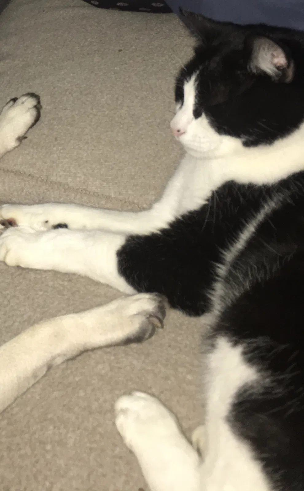 Lost cat in Clarksville, TN, 37042