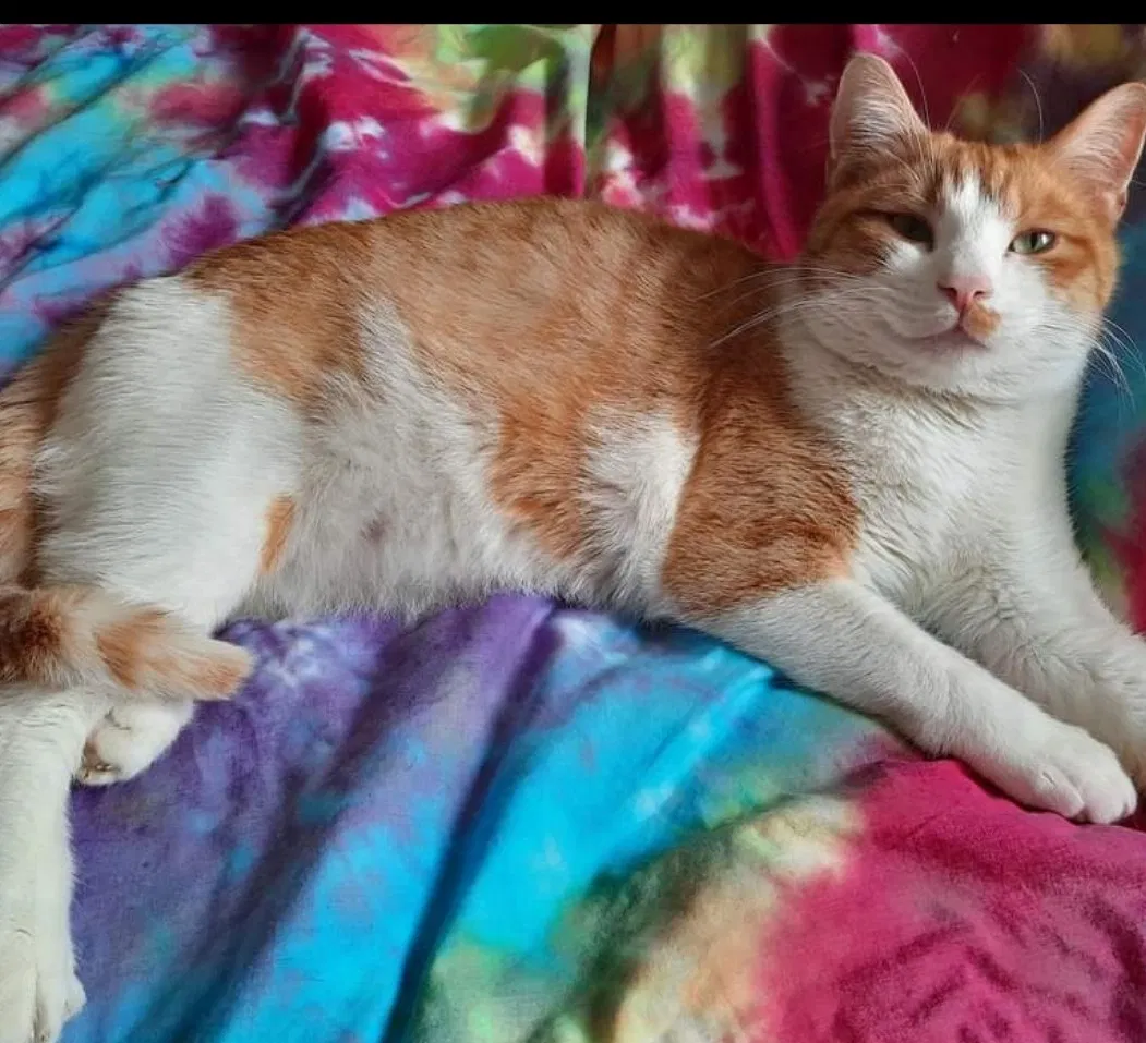 Lost cat in Blue Springs, MO, 64015
