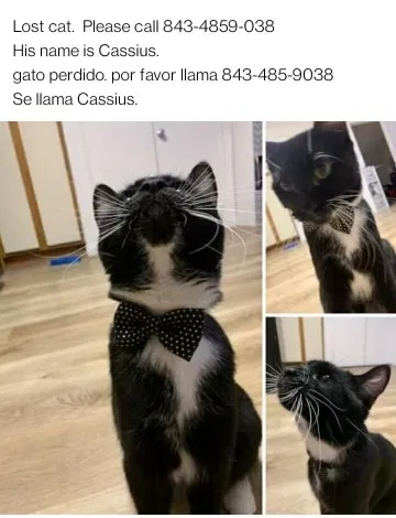 Lost cat in Highland, CA, 92346