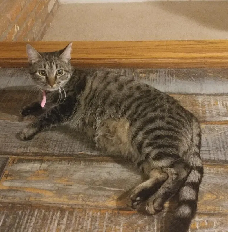 Lost cat in Peoria, AZ, 85381
