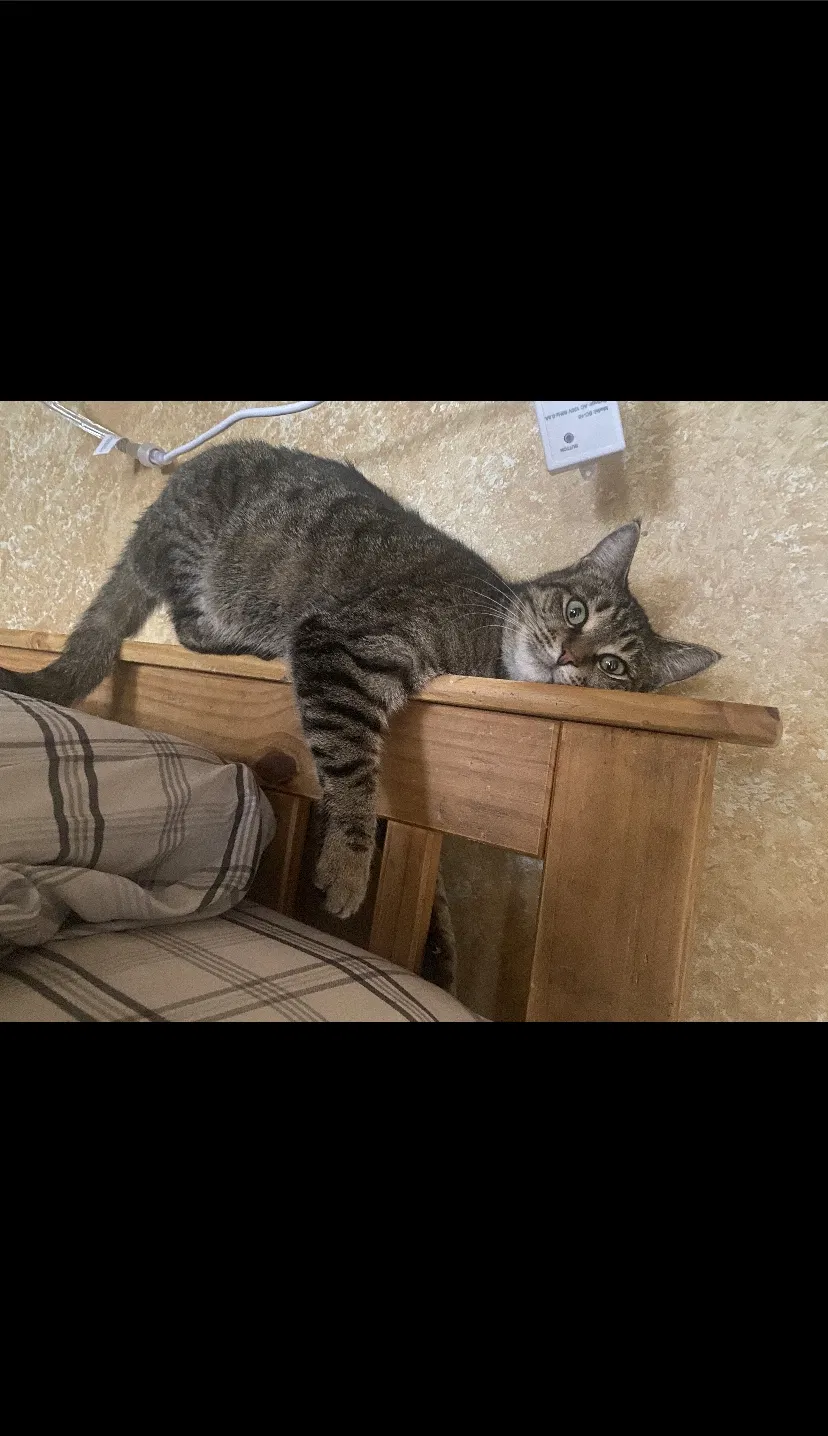 Lost cat in San Antonio, TX, 78223