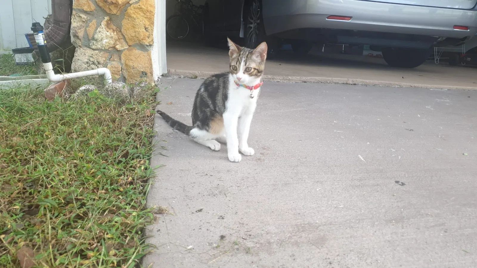 Lost cat in Winter Park, FL, 32792