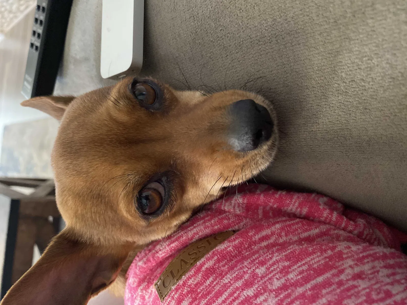 Found dog in Henderson, NV, 89011