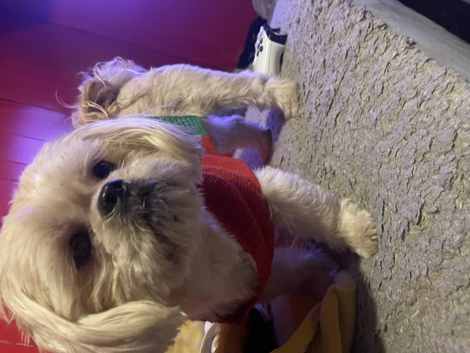 Lost dog in Milwaukee, WI, 53204