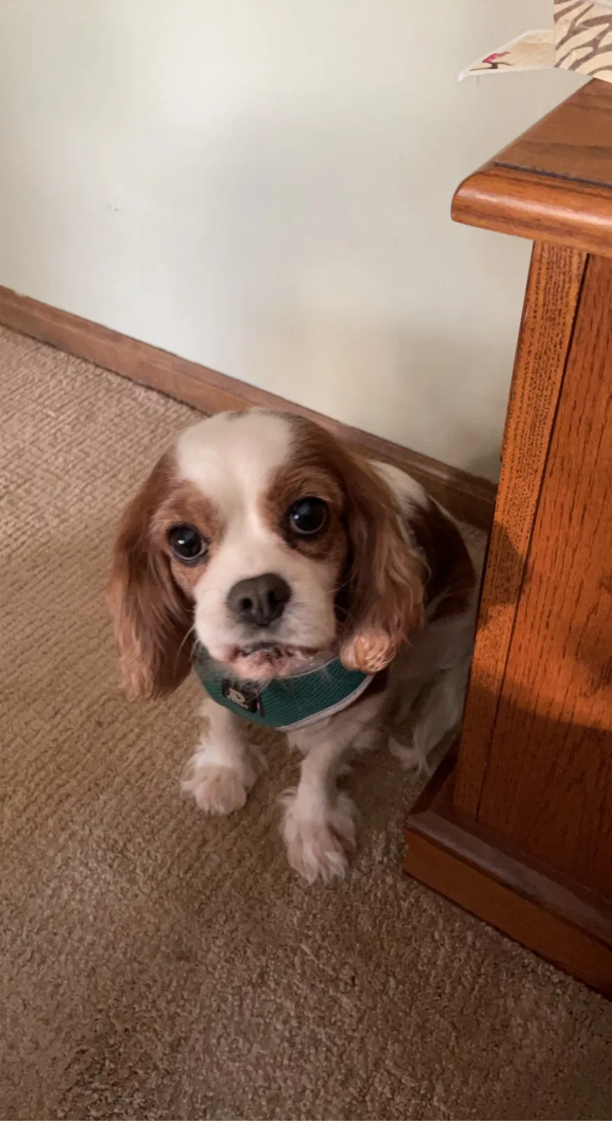 Lost dog in Valley Center, KS, 67147
