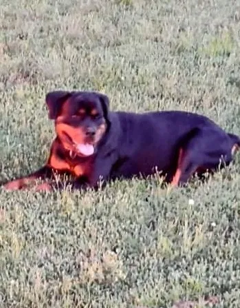 Lost dog in Bald Knob, AR, 72010