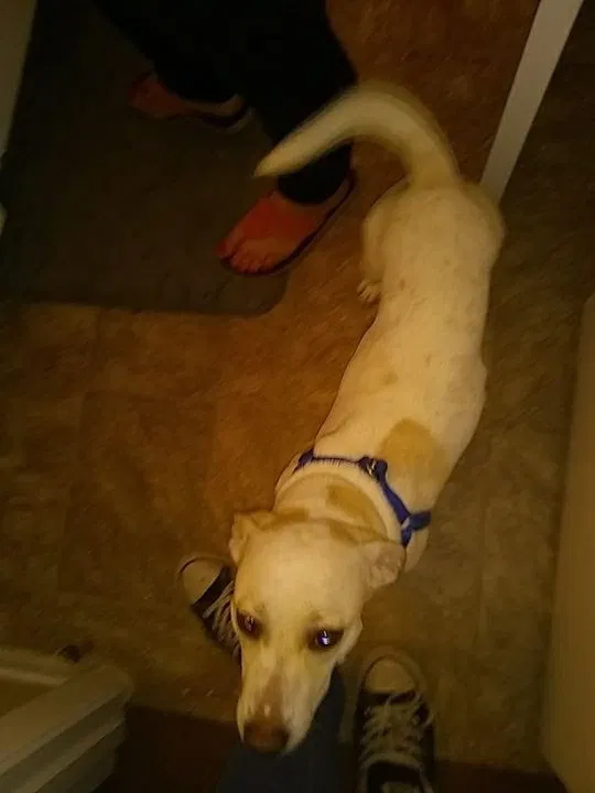 Lost dog in Houston, TX, 77040