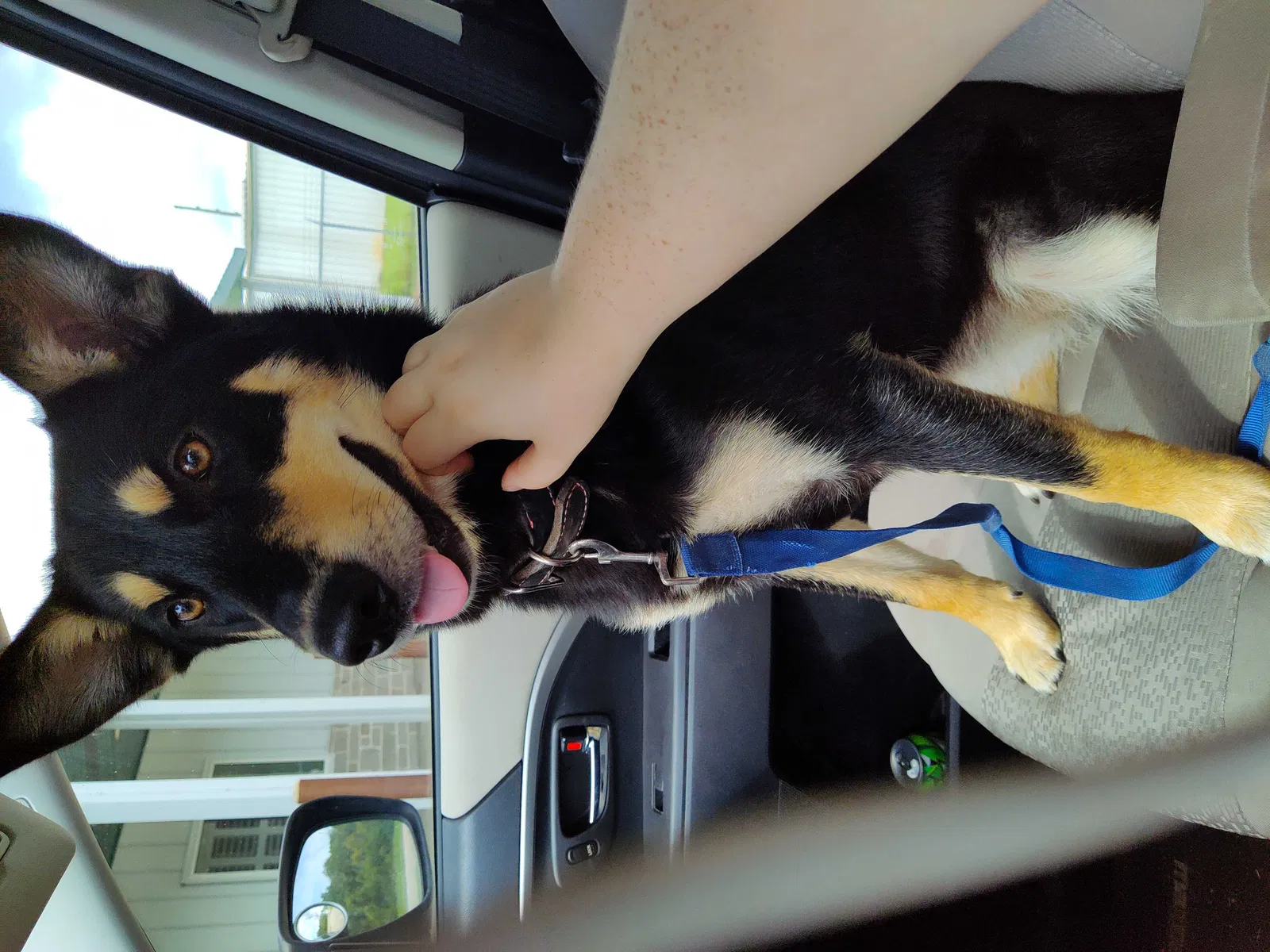 Lost dog in Magnolia, TX, 77354
