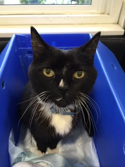 Lost cat in Los Angeles, CA, 90025
