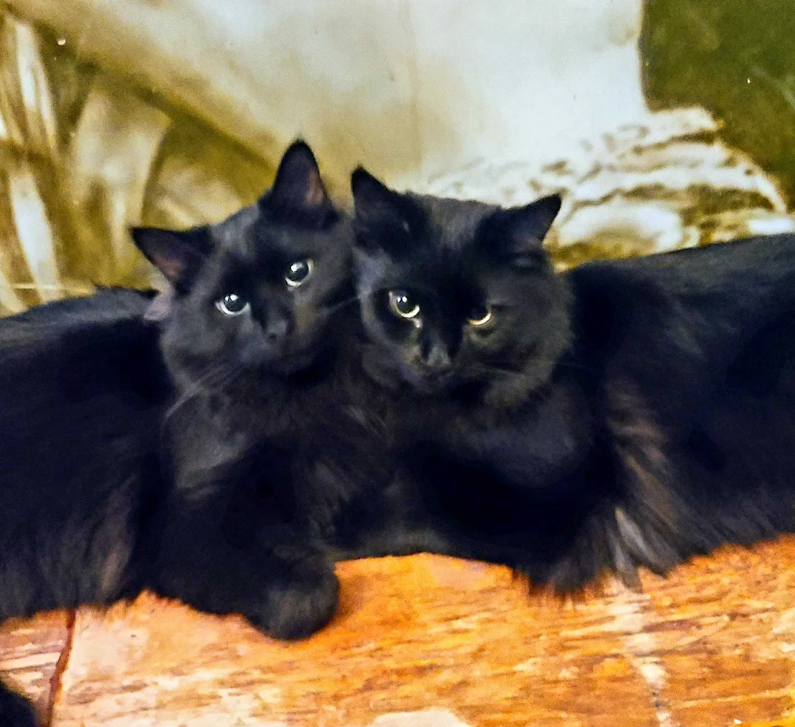Lost cat in Albuquerque, NM, 87120