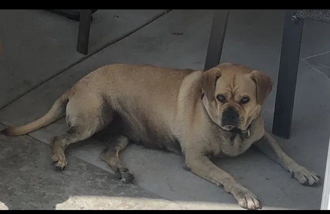 Lost dog in South El Monte, CA, 91733
